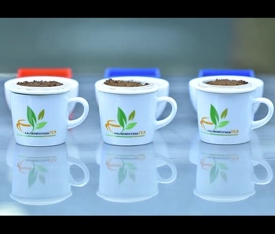 Tea Processing