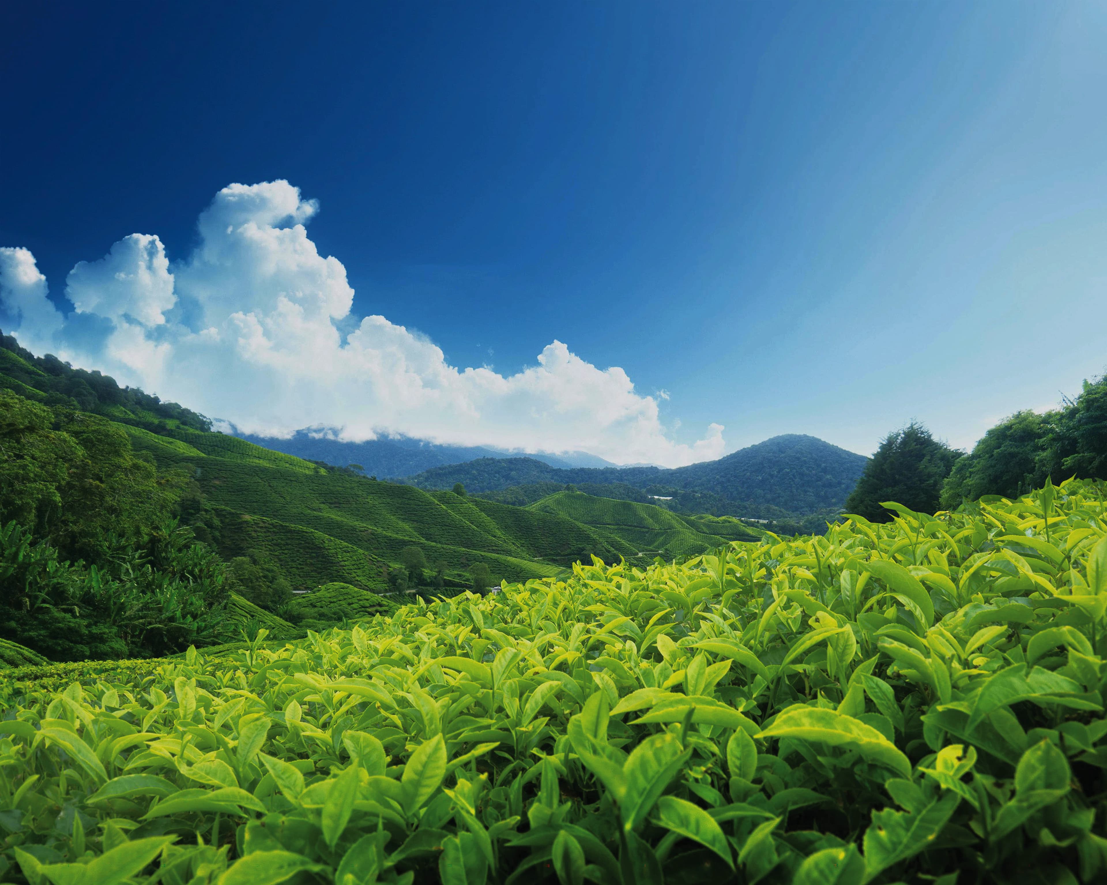 Kalubowitiyana Tea Factory Limited