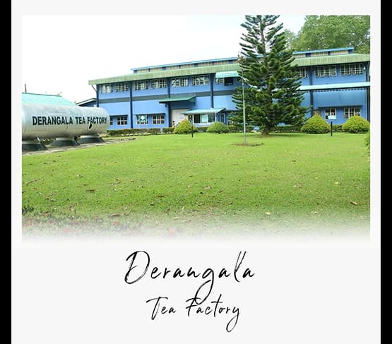 Derangala