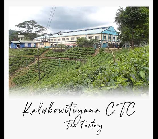 Kalubowitiyana